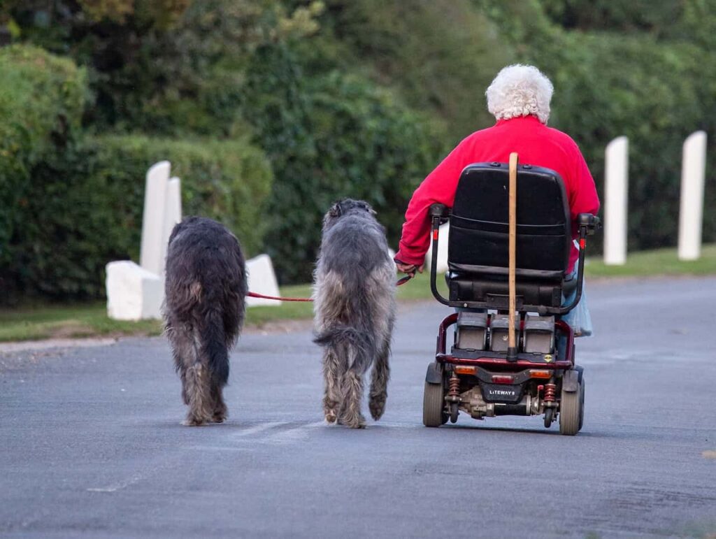 Mobility scooter user walking her dogs